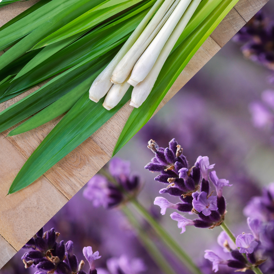 lavender and lemongrass plants Namaste"
