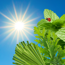 Load image into Gallery viewer, &quot;Fly Away&quot; 🐞 Peppermint, Eucalyptus, Lemongrass, Verbena, Citronella
