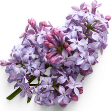 Load image into Gallery viewer, &quot;I Lilac You A Lot&quot; - Fresh Cut Lilacs
